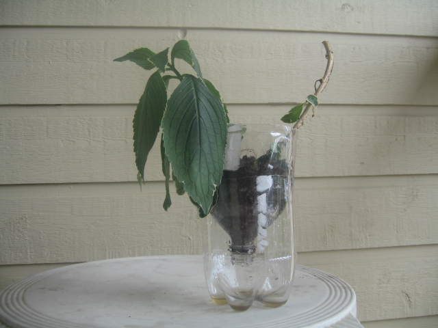 instructable pop pot 001.JPG