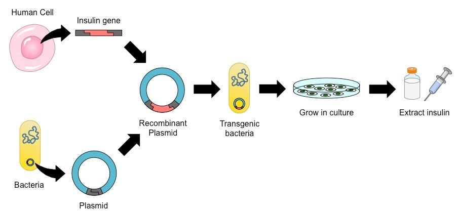 insulin-production_med.jpg