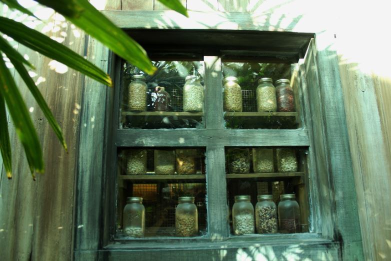 jars in the window.JPG