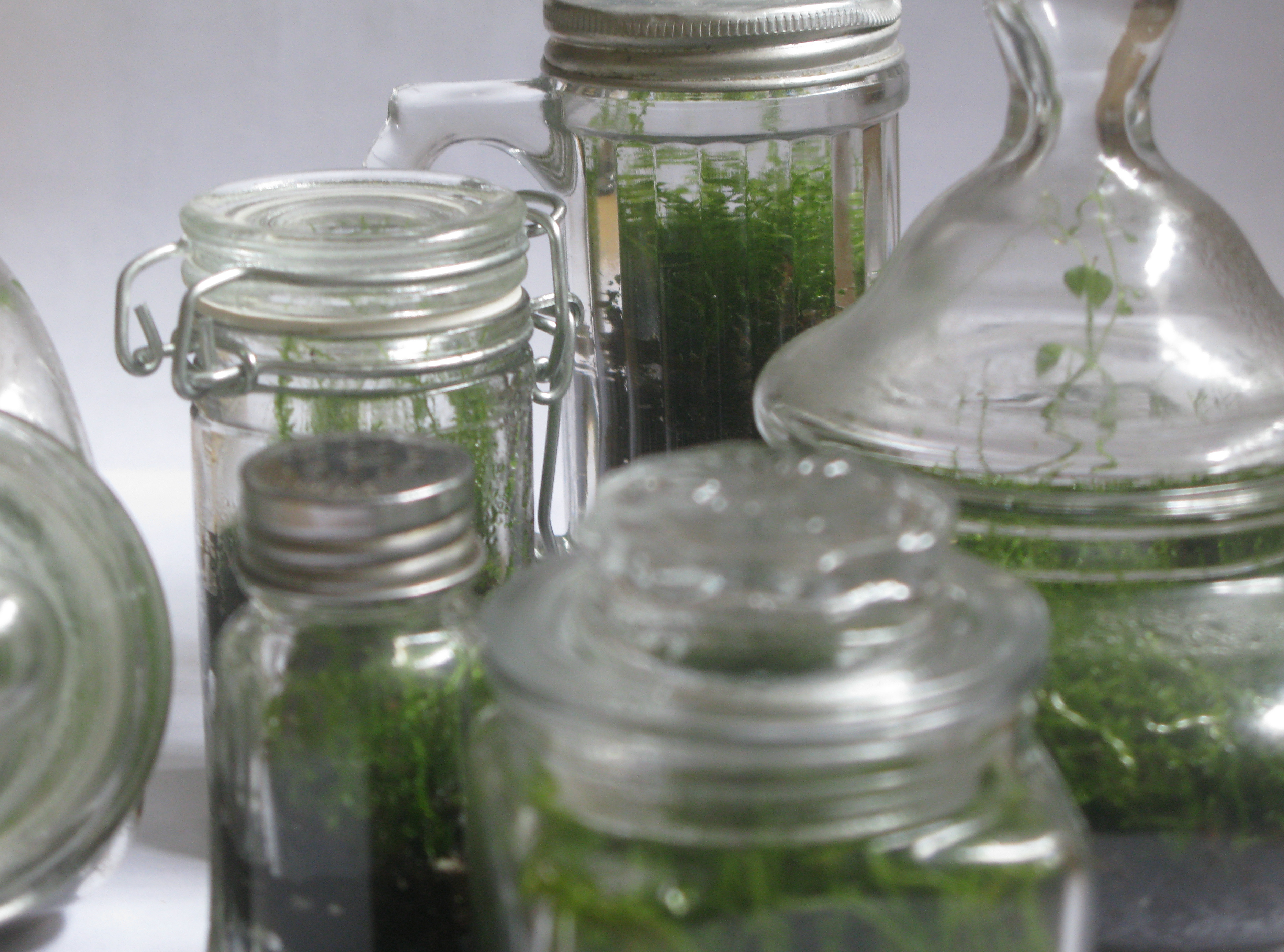 jars.jpg