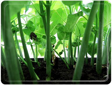 jatropha-seedlings.jpg