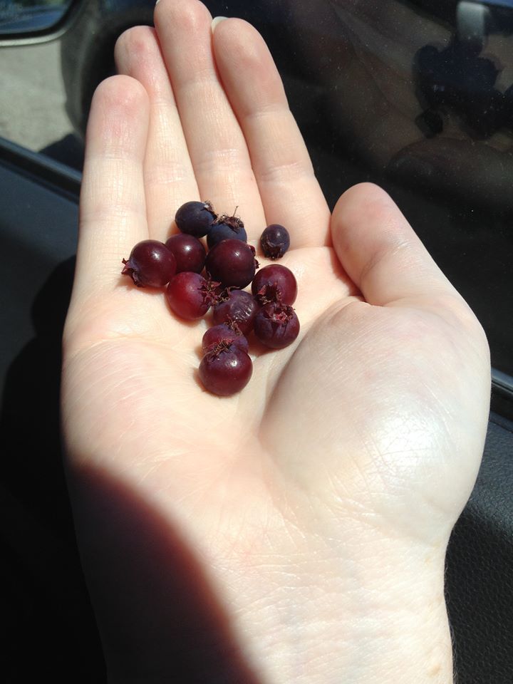 juneberries 2.jpg