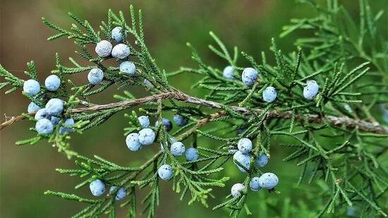 juniper_berries.jpeg