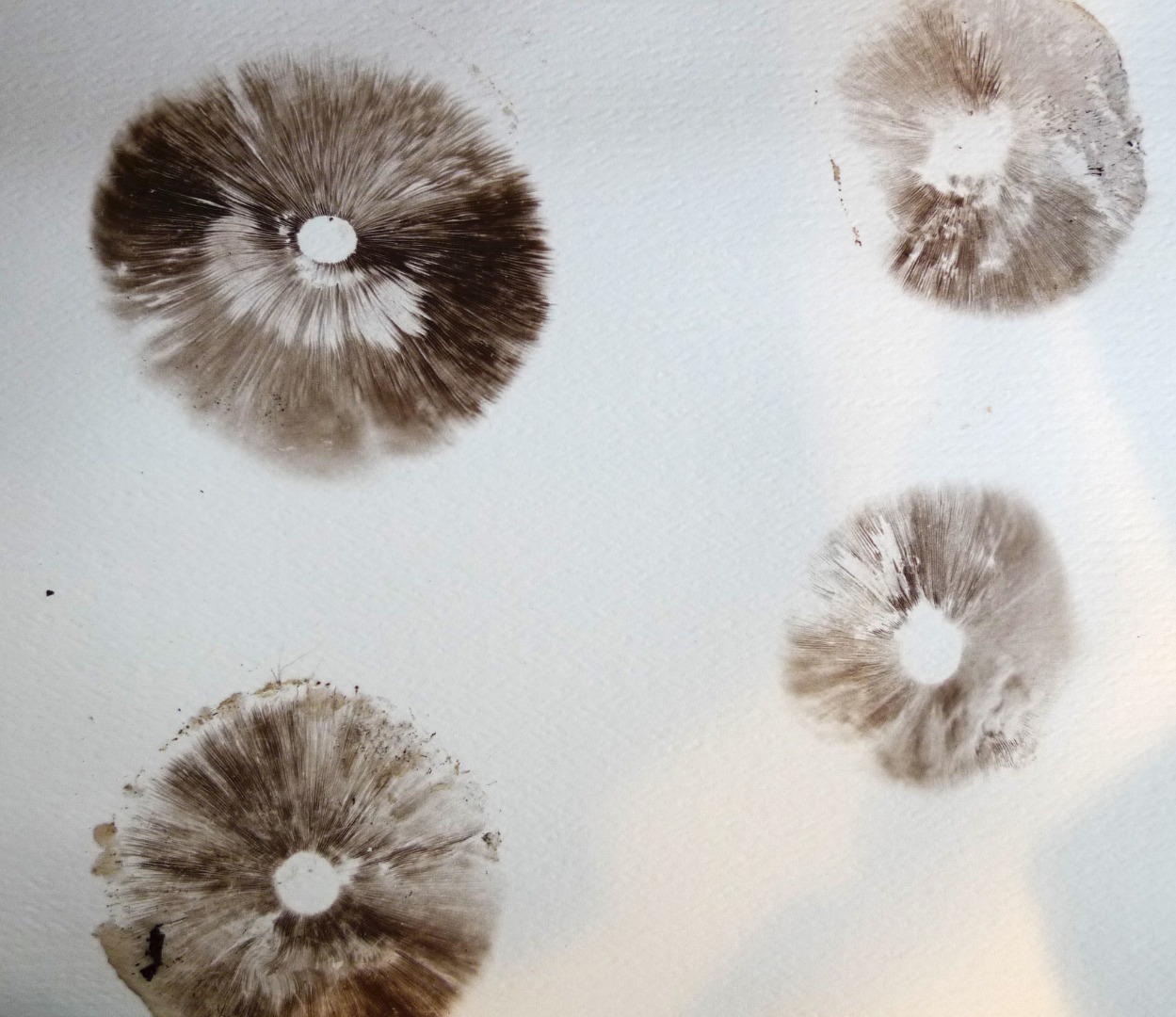 just ok spore print.jpg