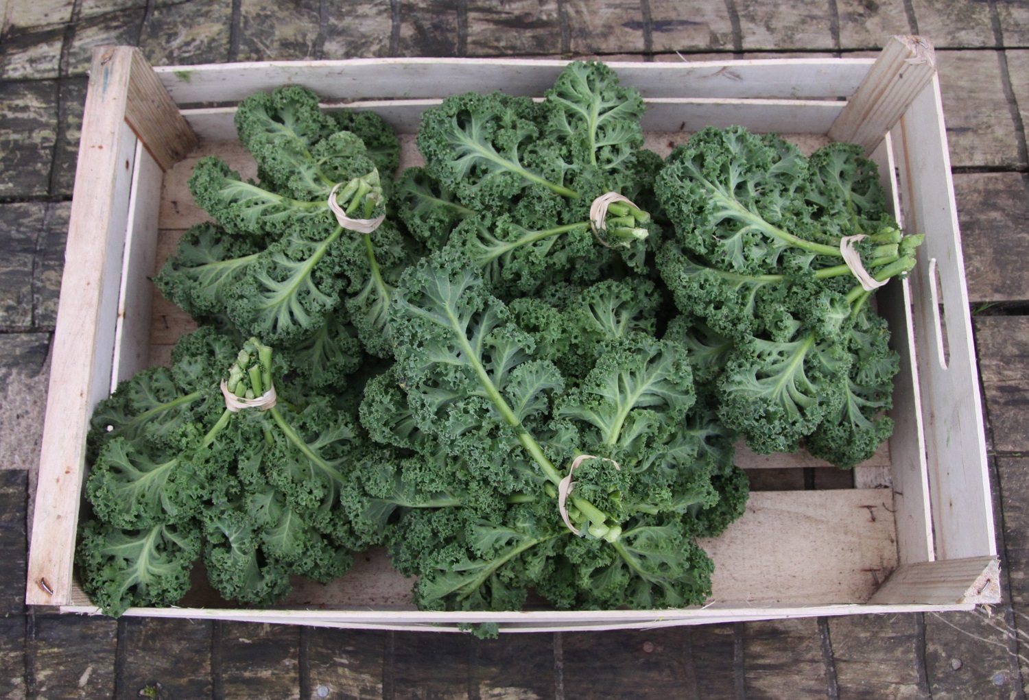 kale bunched.jpg