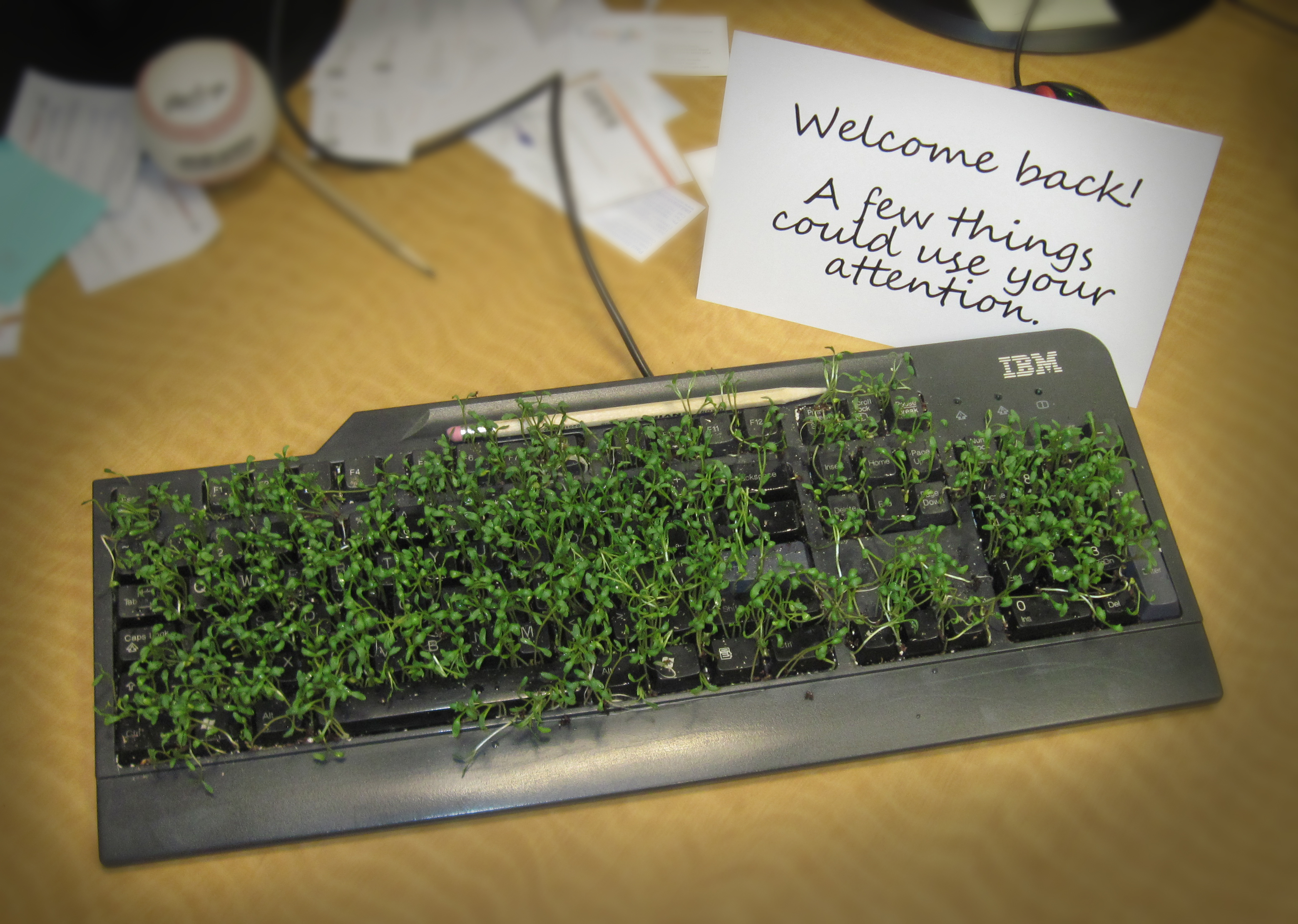 keyboard-plant-prank-014.JPG