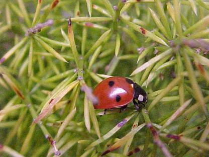 lady-bug.JPG