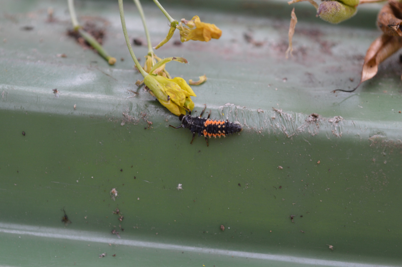 ladybird larvae.jpg