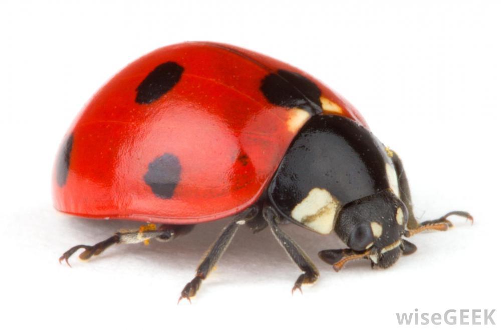 ladybug.jpg