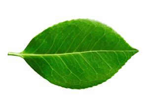 leaf.png