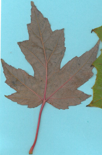 leaf2.jpg