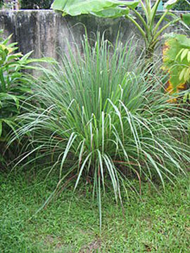 lemon grass 2.jpg