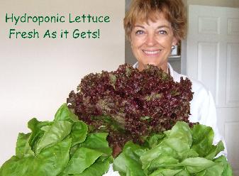 lettuce.jpg