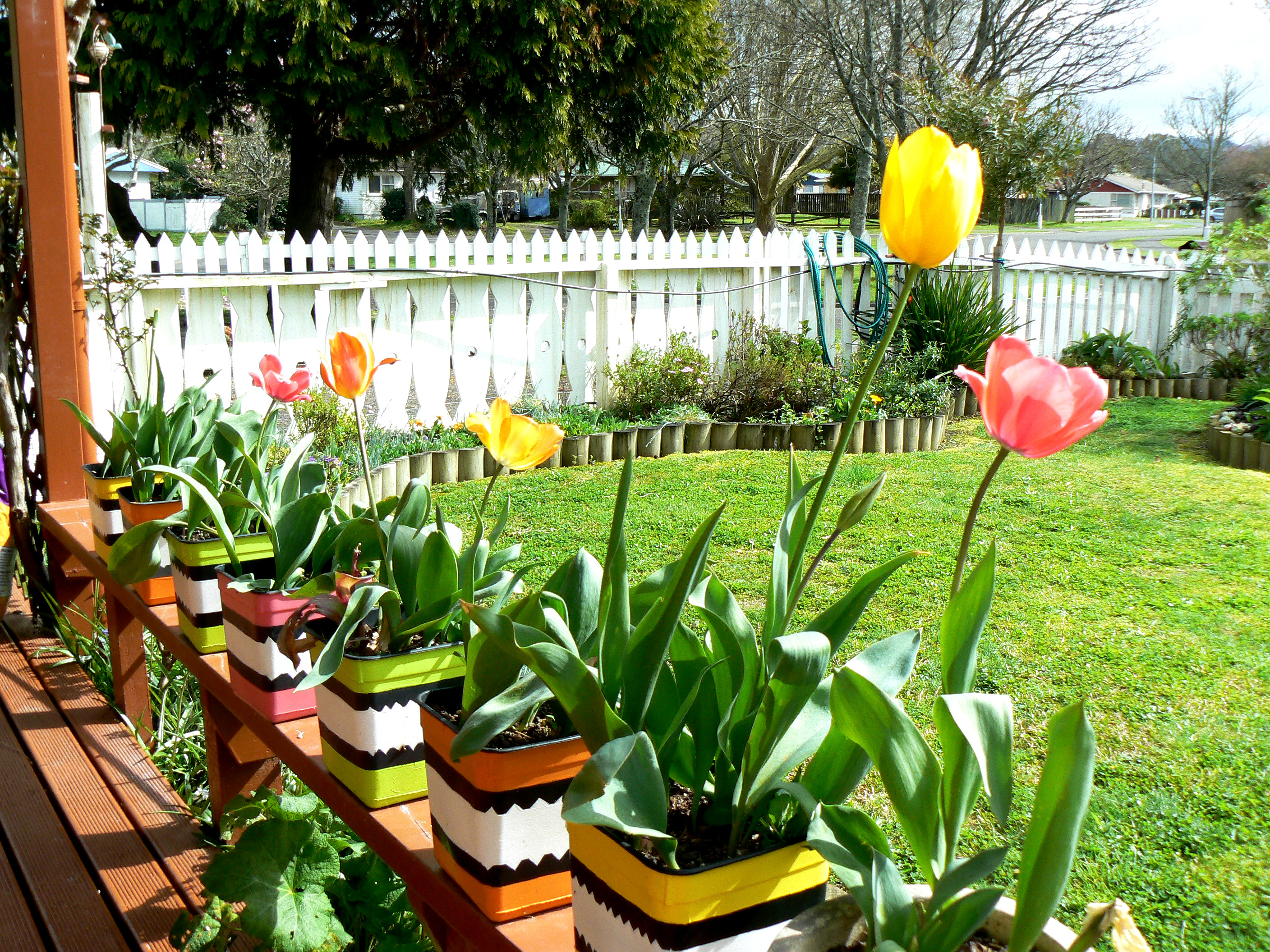 licorice tulips.jpg