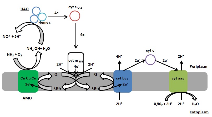 lossy-page1-806px-Ammonia_oxidation.tif.jpg