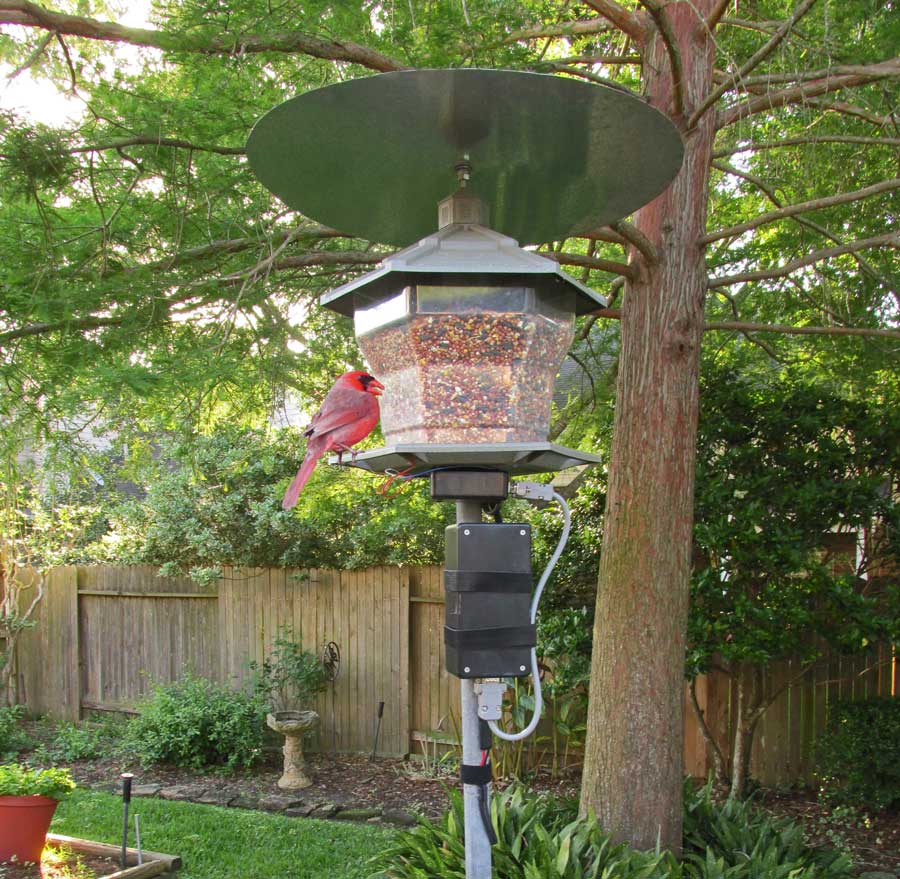 main-bird-feeder-image.jpg