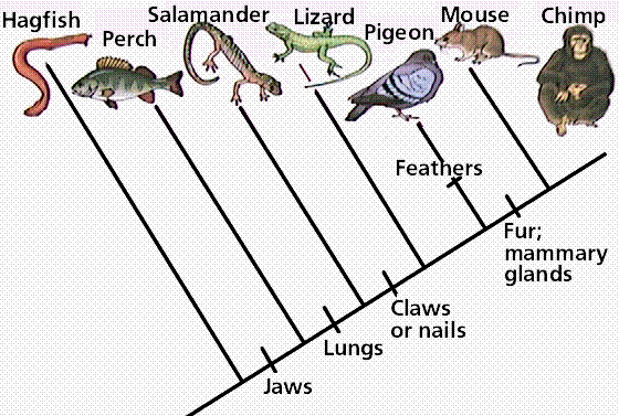 mammal-cladogram-the-tree-of-life-evolutio-15.gif