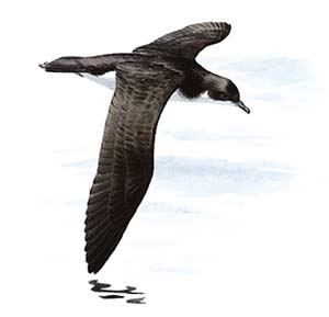 manxshearwater_300_tcm9-142313.jpg