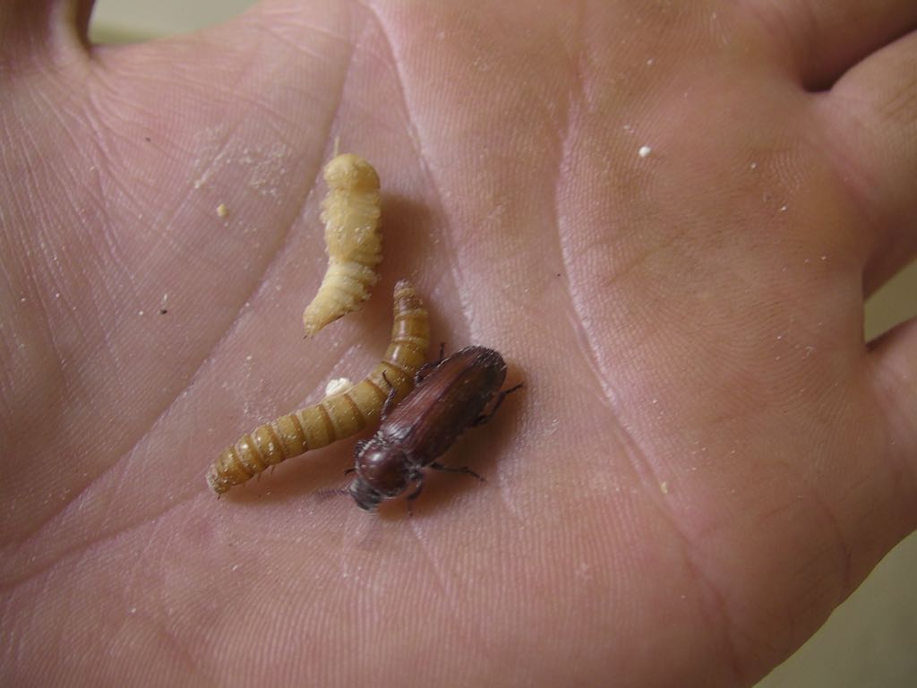 mealworm-8a.jpg