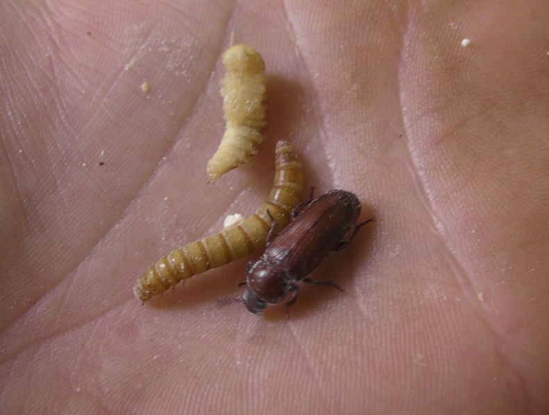 mealworm-F3.jpg