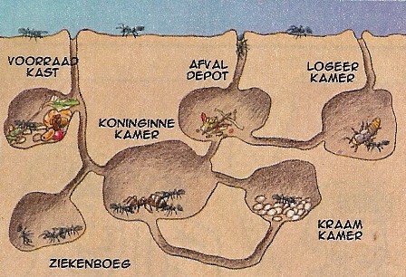 mierennetwerk.jpg