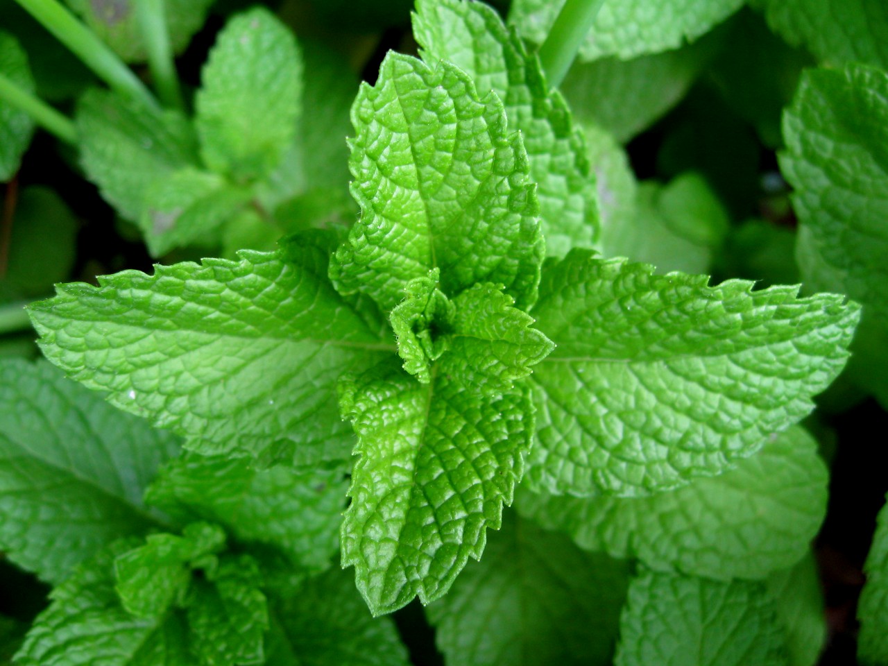 mint-leaves.jpg