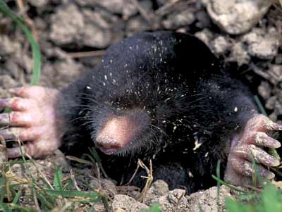 mole_large.jpg