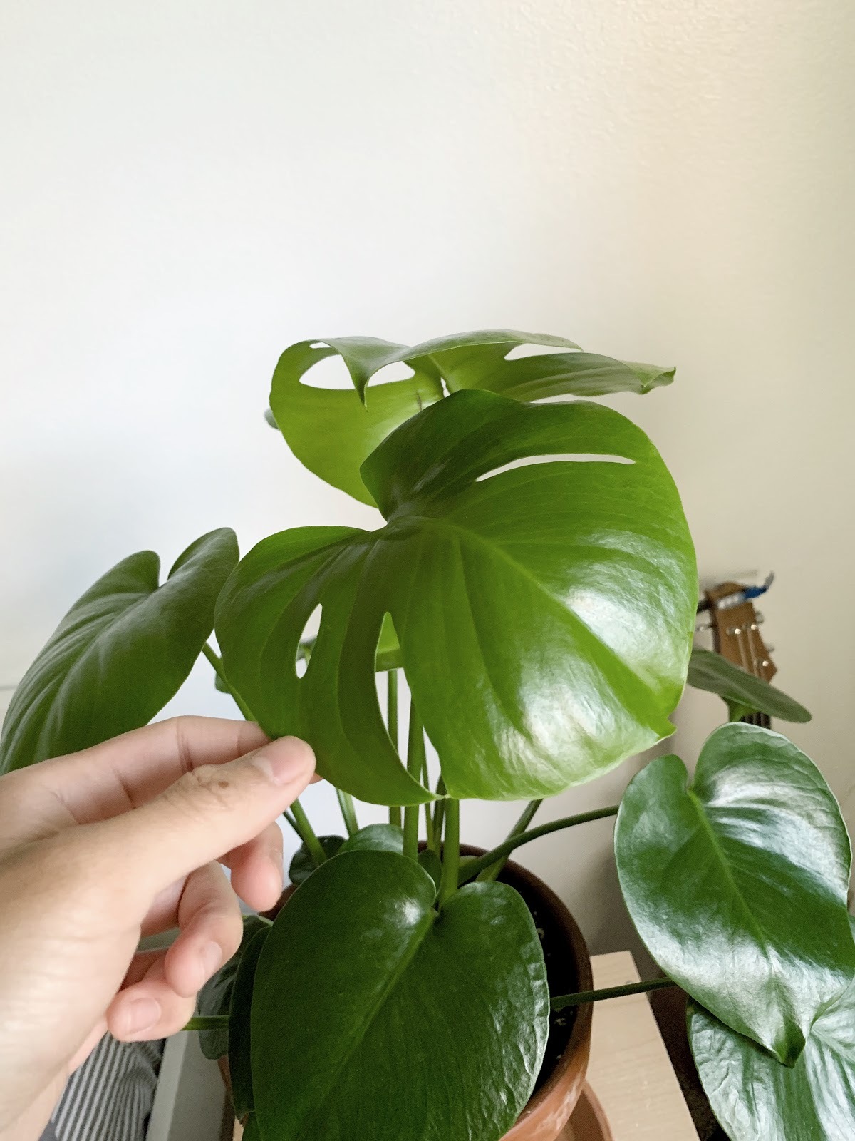 monstera.JPG