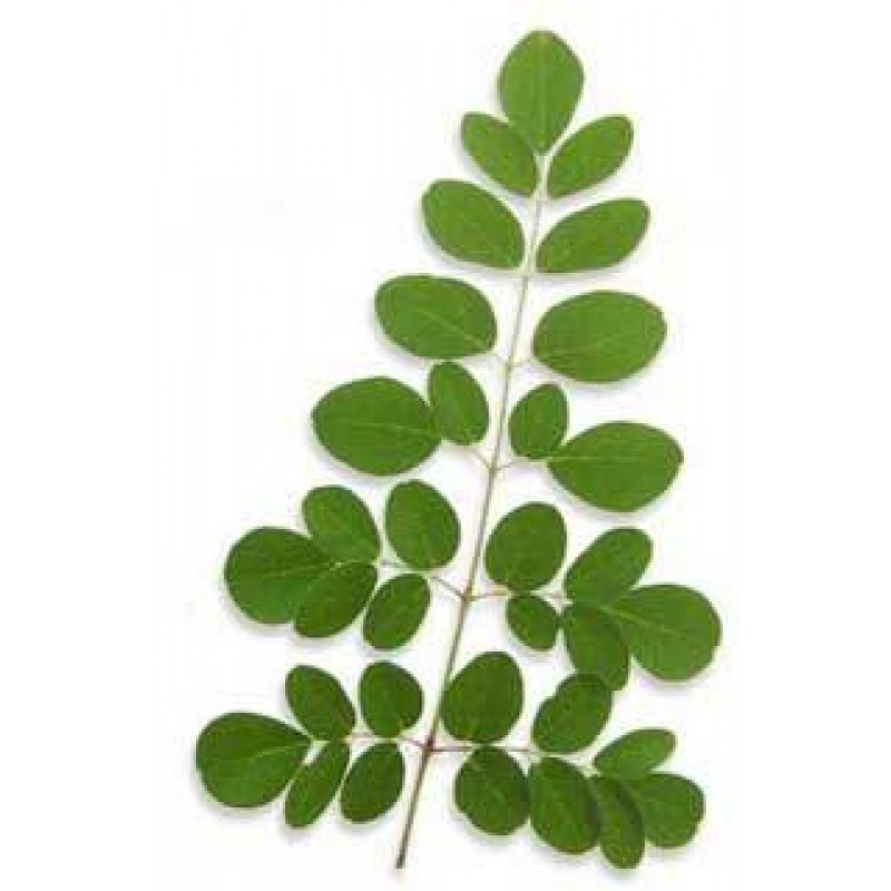 moringa-oleifera-polvo-de-hoja-de-guatemala-3015124___4314_Magnaprofesional.JPG