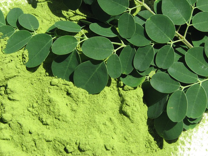 moringa.jpg