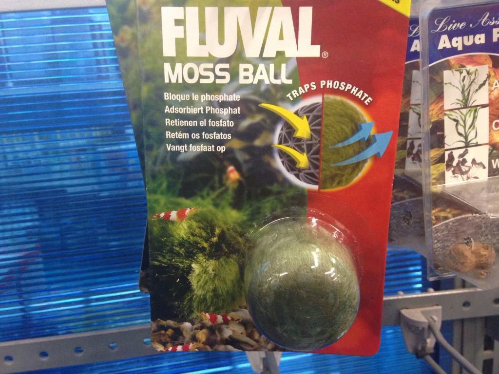 moss ball.jpg