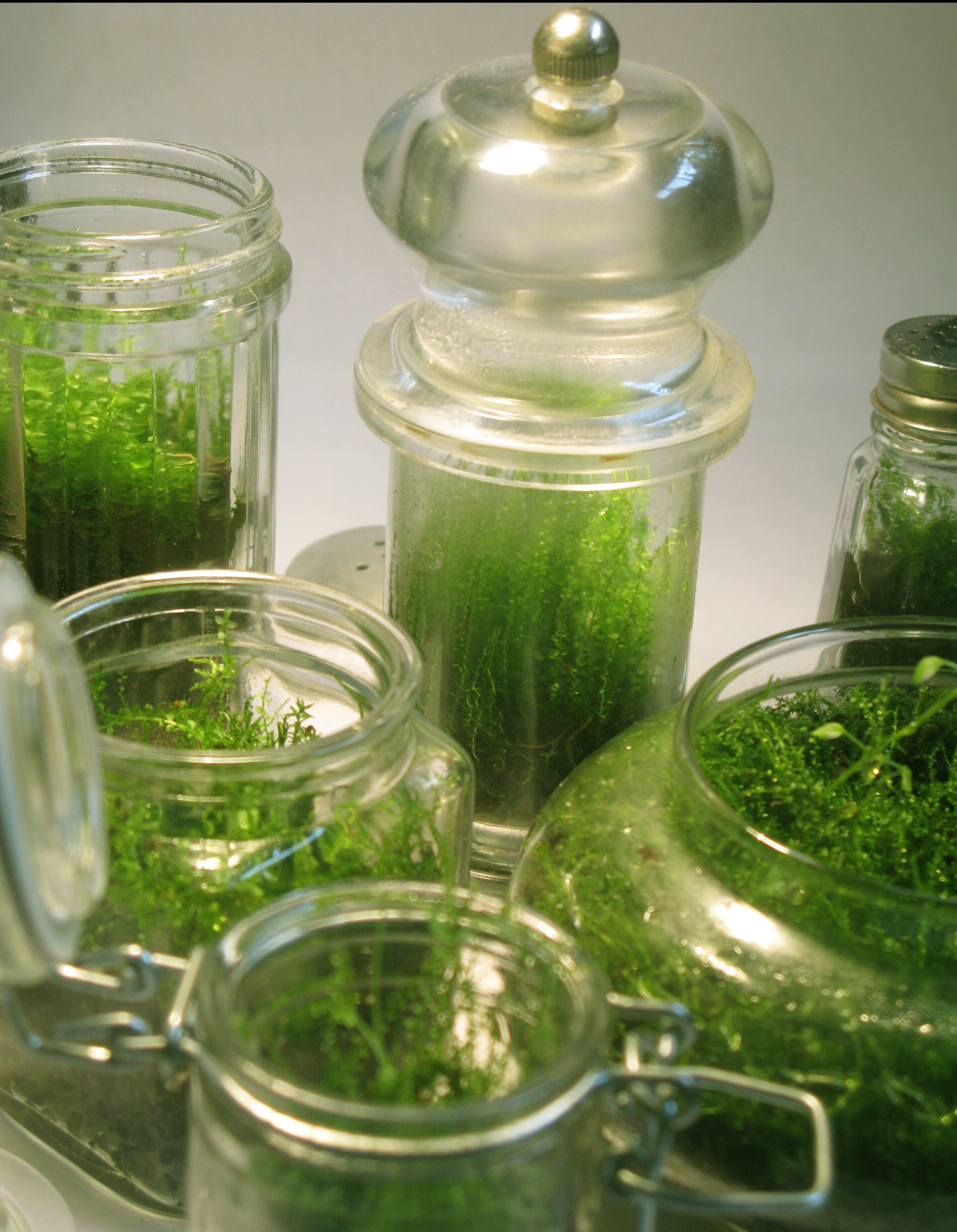 moss bottles.jpg