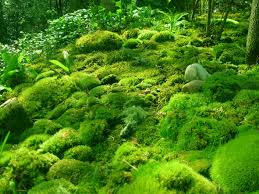 moss.jpeg