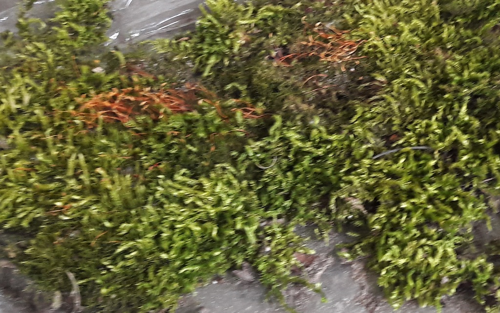 moss.jpg