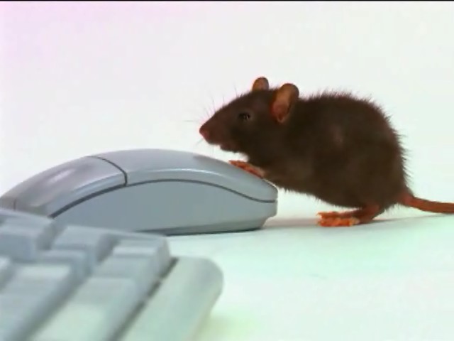 mouse computer.jpg