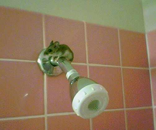 mouse showerhead crop color fix.JPG