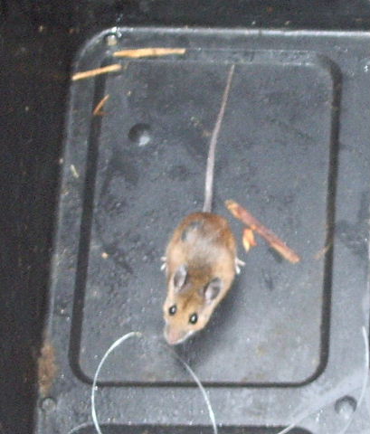 mouse_trapped.JPG