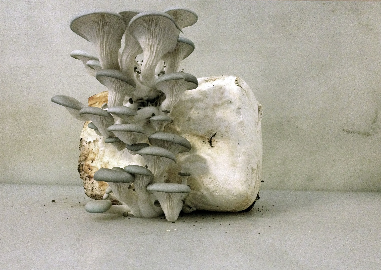 mushrooms5.jpg