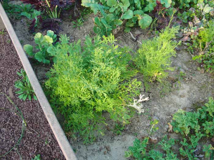 mustard in garden.jpg