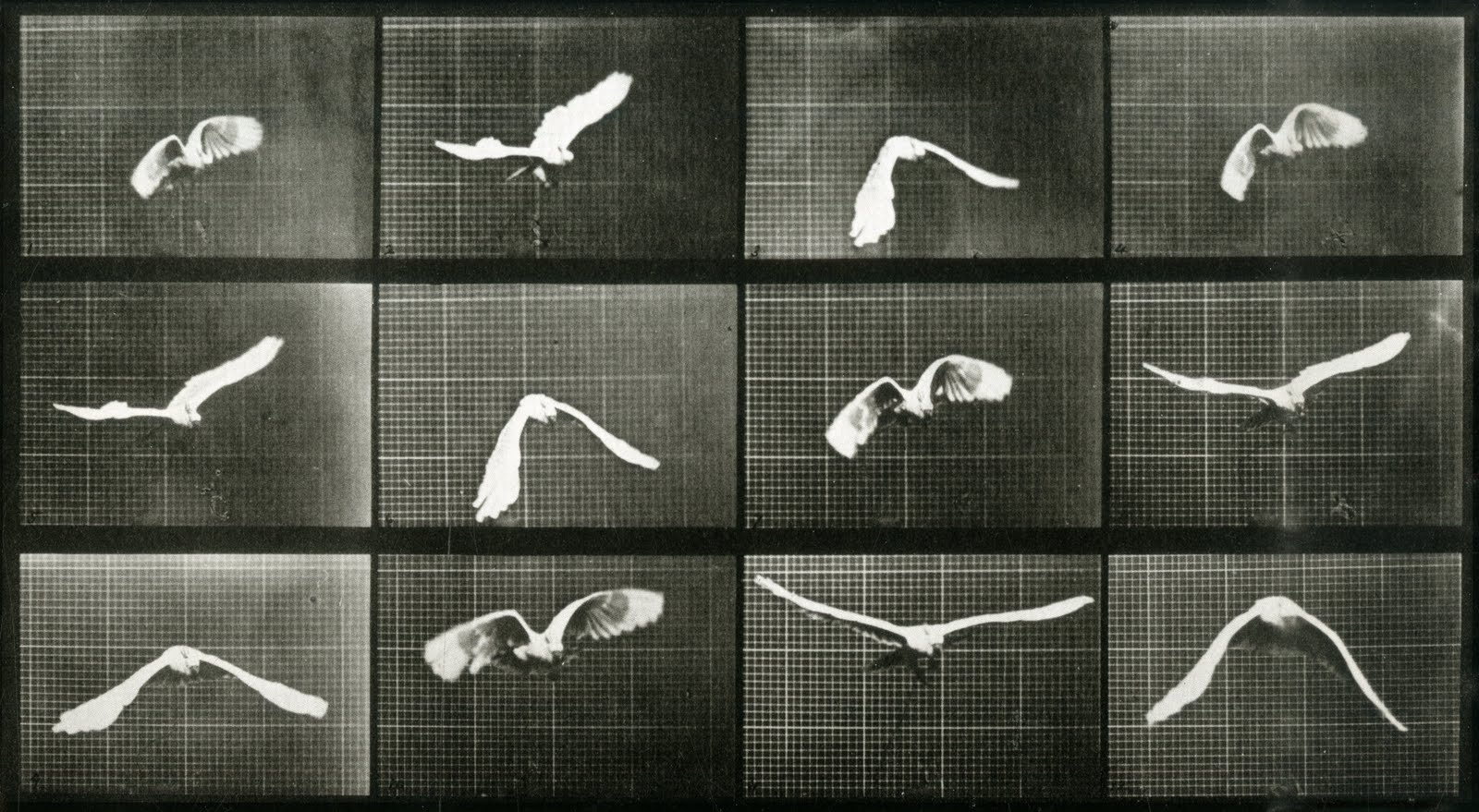 muybridge birds sequence.jpg