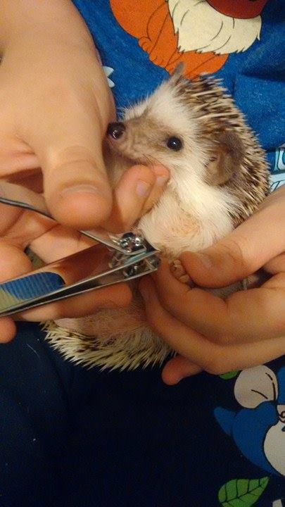 nail clipping.jpg