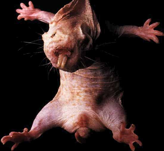 nakedmolerat.jpg