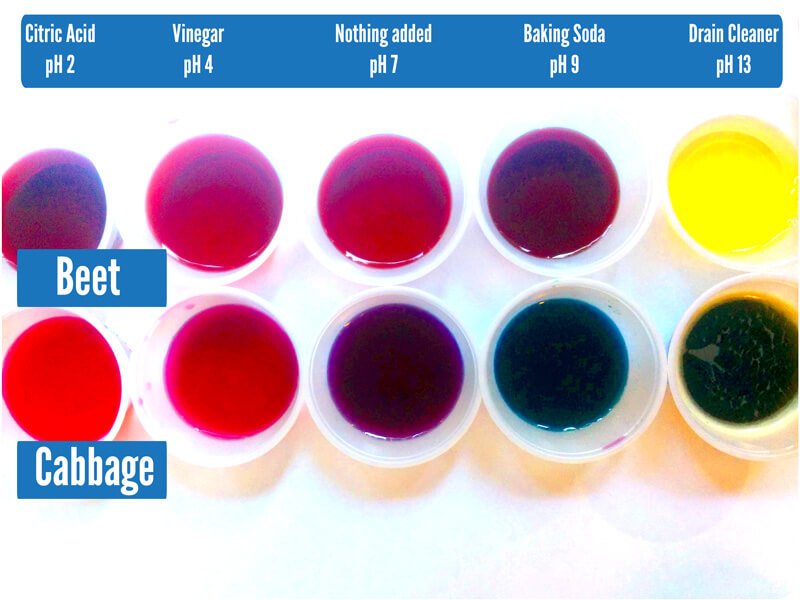 natural-ph-indicator-beetroot-and-cabbage-color-chart.jpg