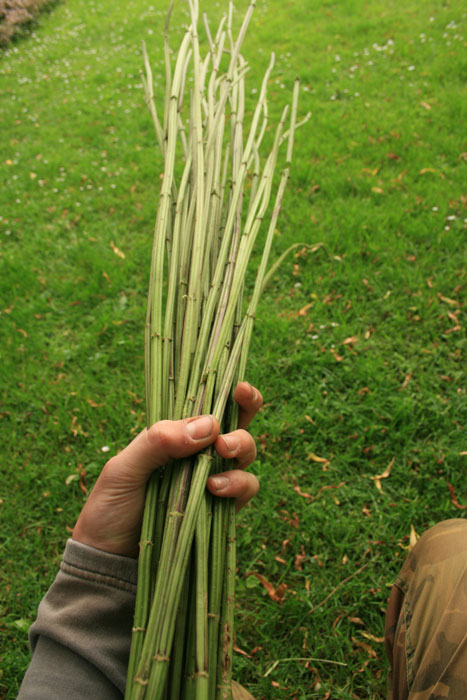 nettle-stalks.jpg