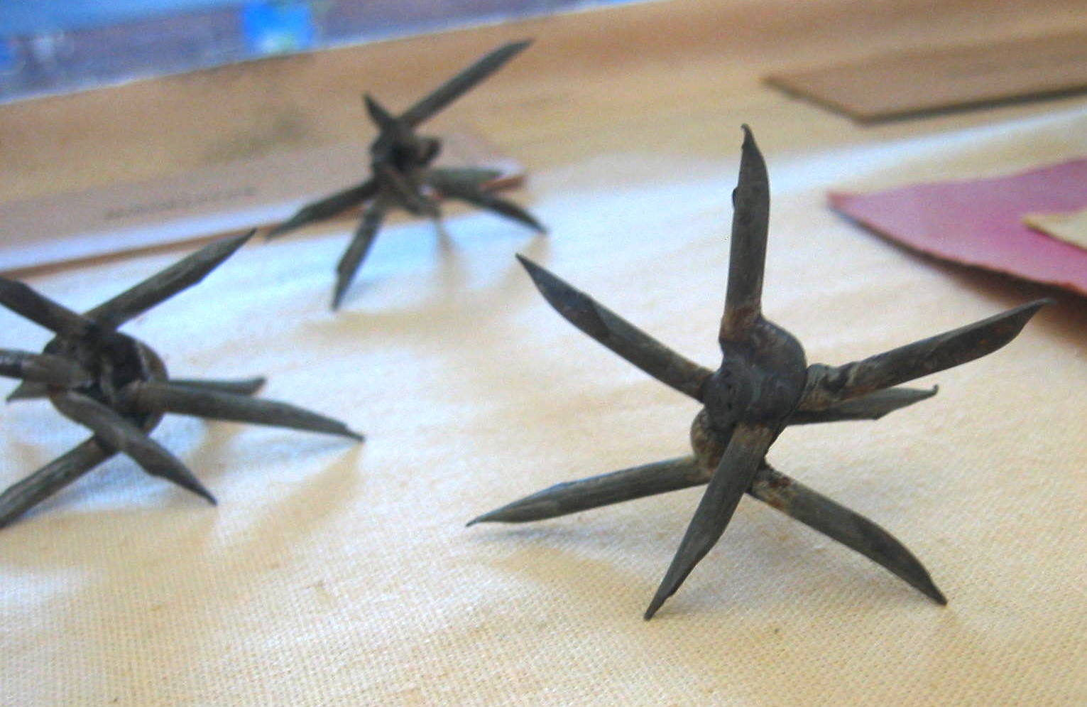 nica_caltrop_img_0094.jpg