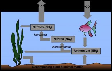 nitrogen-cycle-diagrams.jpg