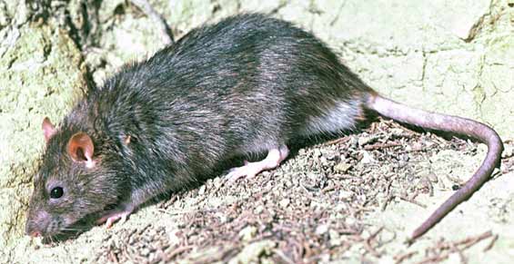 norway-rat-565.jpg