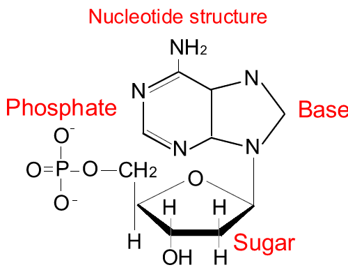 nucleotide3_big.gif