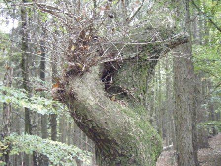 oakbeavertree.jpg