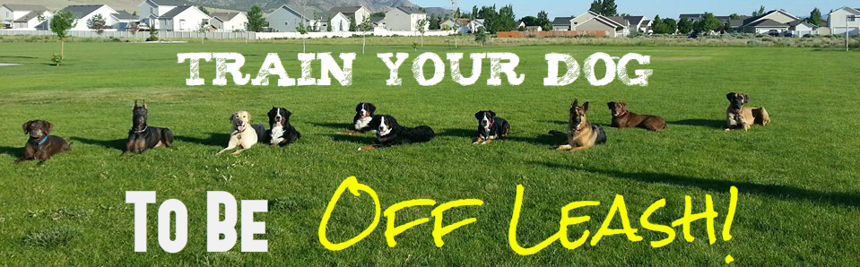 off leash dog training savannah ga.jpg